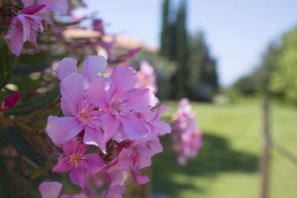 Agriturismo Le Vallette Bibbona Ngoại thất bức ảnh
